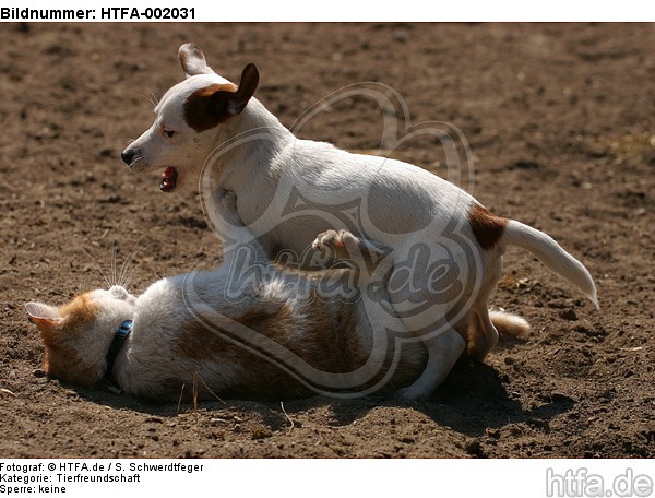 Jack Russell Terrier und Katze / jack russell terrier and cat / HTFA-002031