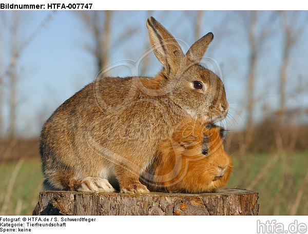 Meerschwein und Kaninchen / guninea pig and rabbit / HTFA-007747