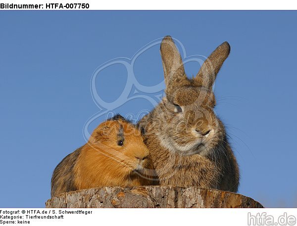 Meerschwein und Kaninchen / guninea pig and rabbit / HTFA-007750