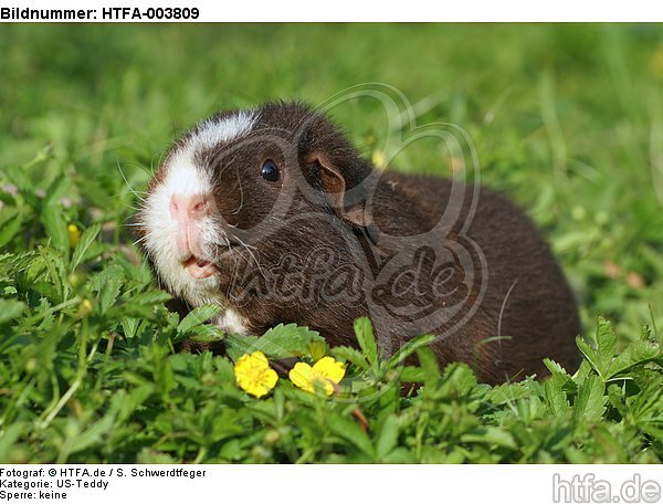 US-Teddy / guninea pig / HTFA-003809