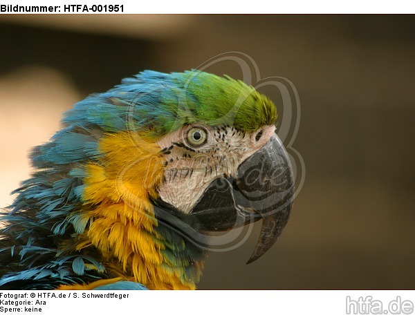 Gelbbrustara / blue and gold macaw / HTFA-001951