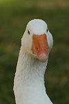 Gans / goose