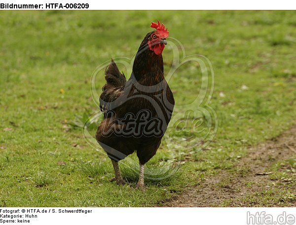 Huhn / chicken / HTFA-006209