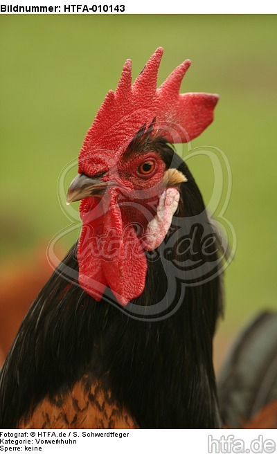 Vorwerkhuhn Hahn Portrait / cock portrait / HTFA-010143