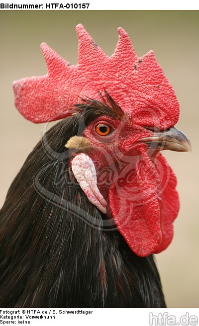 Vorwerkhuhn Hahn Portrait / cock portrait / HTFA-010157