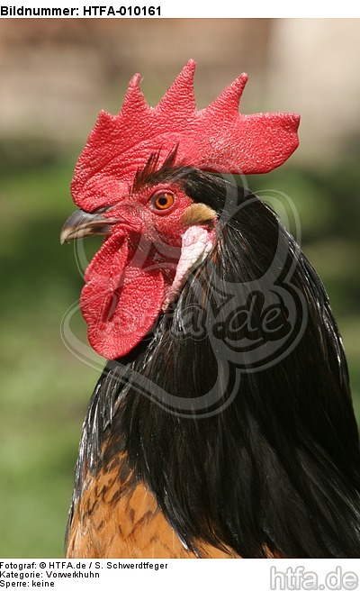 Vorwerkhuhn Hahn Portrait / cock portrait / HTFA-010161