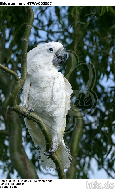 Kakadu / cockatoo / HTFA-000957