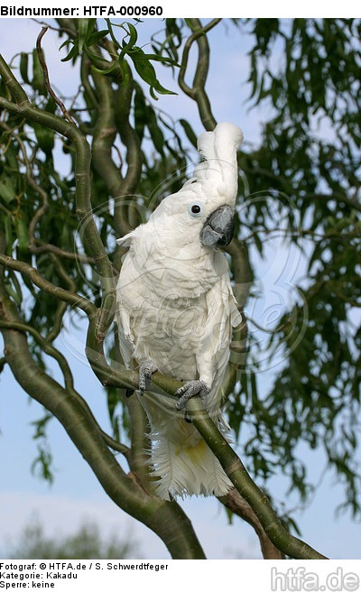 Kakadu / cockatoo / HTFA-000960