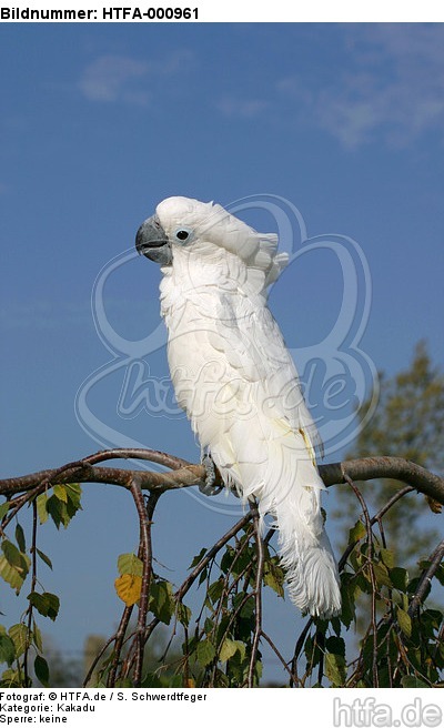 Kakadu / cockatoo / HTFA-000961