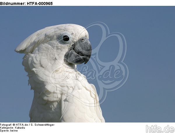 Kakadu Portrait / cockatoo portrait / HTFA-000965