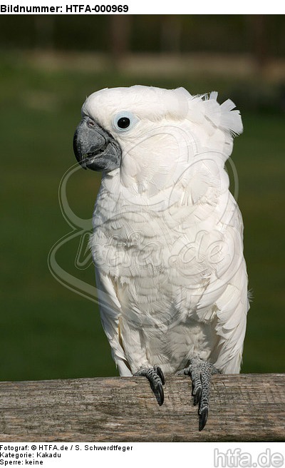 Kakadu / cockatoo / HTFA-000969