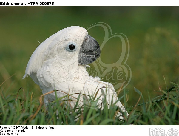 Kakadu im Gras / cockatoo in grass / HTFA-000975