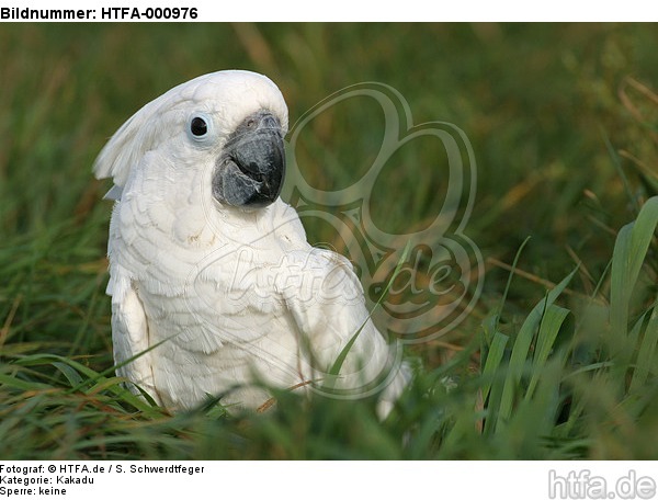 Kakadu im Gras / cockatoo in grass / HTFA-000976