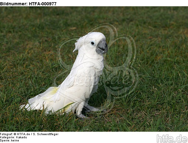 Kakadu im Gras / cockatoo in grass / HTFA-000977