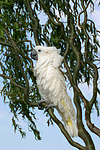 Kakadu / cockatoo