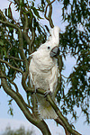 Kakadu / cockatoo