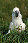 Kakadu im Gras / cockatoo in grass