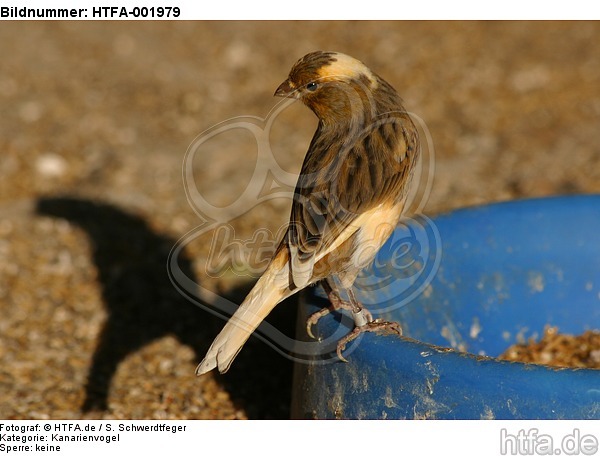 Kanarienvogel / canary / HTFA-001979