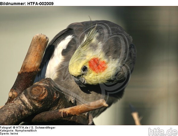 Nymphensittich / cockatiel / HTFA-002009