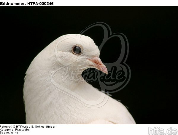 Pfautaube Portrait / fantail pigeon portrait / HTFA-000346