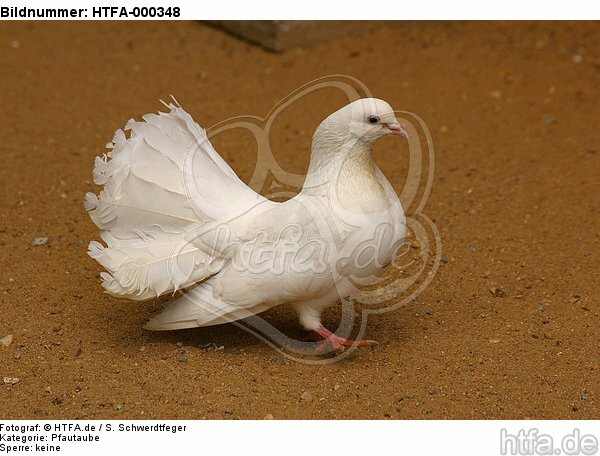 Pfautaube / fantail pigeon / HTFA-000348