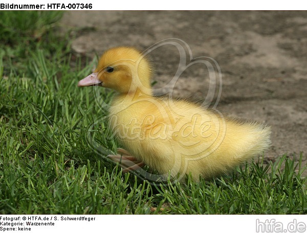 junge Warzenente / young muscovy duck / HTFA-007346
