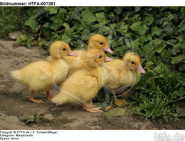 junge Warzenenten / young muscovy ducks / HTFA-007351