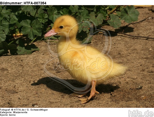 junge Warzenente / young muscovy duck / HTFA-007354