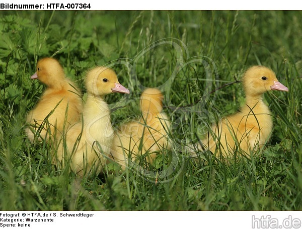 junge Warzenenten / young muscovy ducks / HTFA-007364