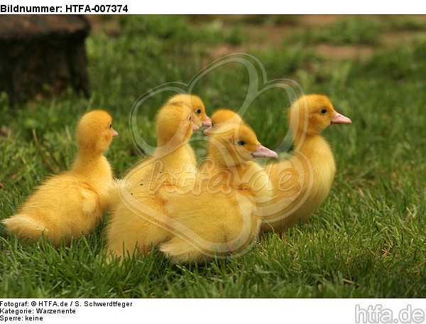 junge Warzenenten / young muscovy ducks / HTFA-007374