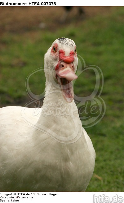 Warzenente / muscovy duck / HTFA-007378