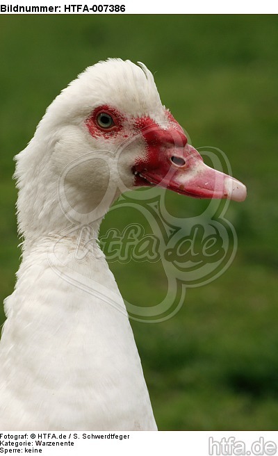 Warzenente / muscovy duck / HTFA-007386