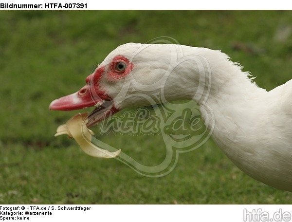 Warzenente / muscovy duck / HTFA-007391