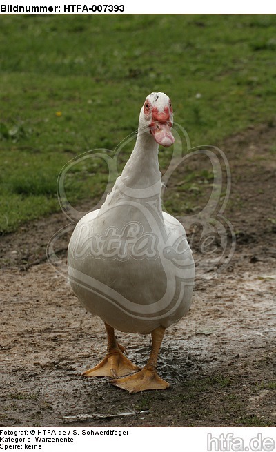 Warzenente / muscovy duck / HTFA-007393