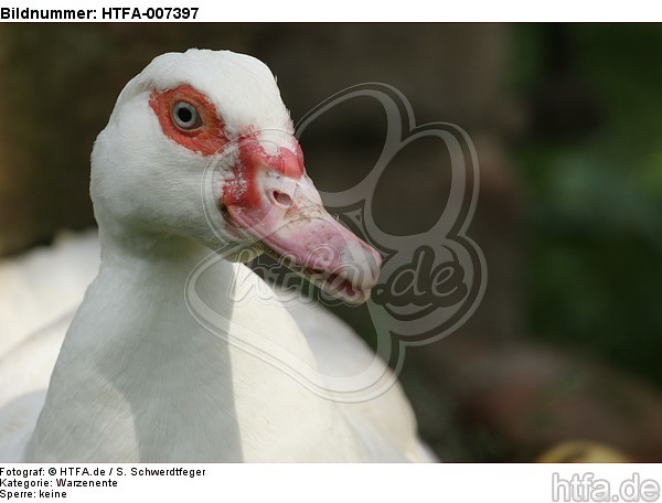 Warzenente / muscovy duck / HTFA-007397