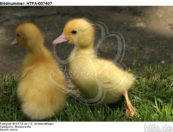 junge Warzenenten / young muscovy ducks / HTFA-007407