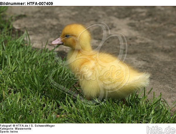 junge Warzenente / young muscovy duck / HTFA-007409