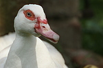 Warzenente / muscovy duck