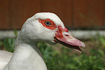 Warzenente / muscovy duck