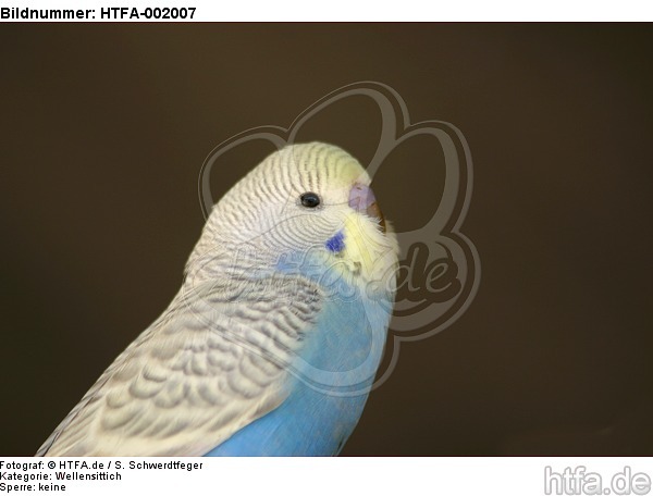 Wellensittich / budgie / HTFA-002007