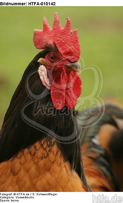 Vorwerkhuhn Hahn Portrait / cock portrait / HTFA-010142