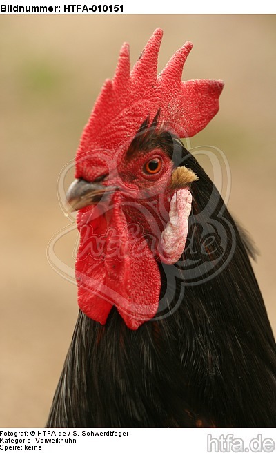 Vorwerkhuhn Hahn Portrait / cock portrait / HTFA-010151