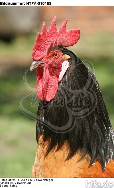 Vorwerkhuhn Hahn Portrait / cock portrait / HTFA-010158