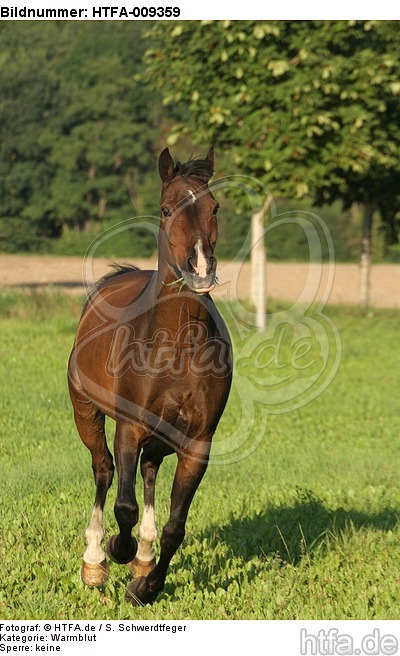 galoppierendes Warmblut / galloping warmblood / HTFA-009359