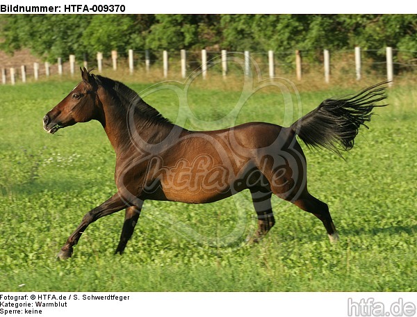 galoppierendes Warmblut / galloping warmblood / HTFA-009370