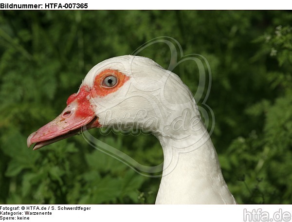 Warzenente / muscovy duck / HTFA-007365