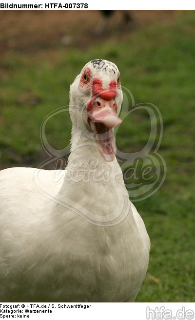 Warzenente / muscovy duck / HTFA-007378