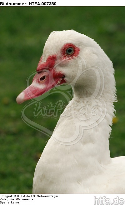 Warzenente / muscovy duck / HTFA-007380