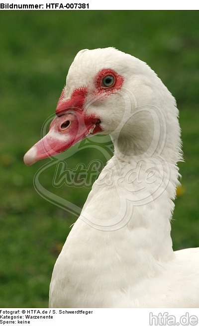 Warzenente / muscovy duck / HTFA-007381