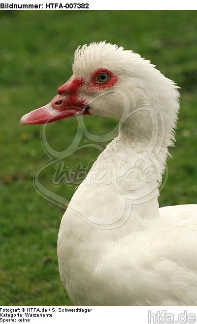 Warzenente / muscovy duck / HTFA-007382